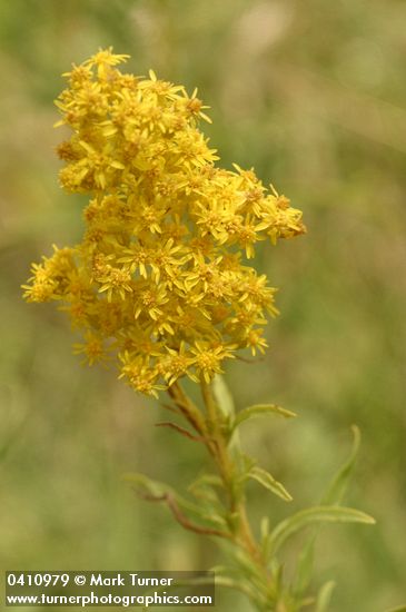 Missouri Goldenrod blossoms & foliage