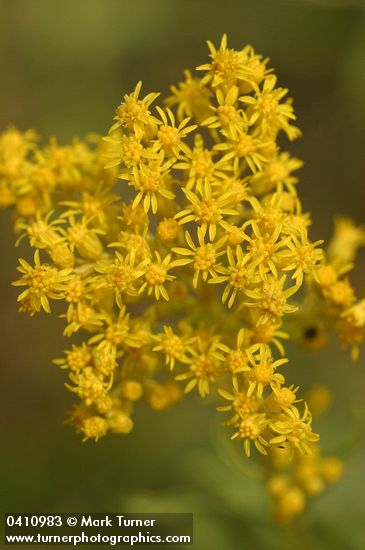 Missouri Goldenrod blossoms detail