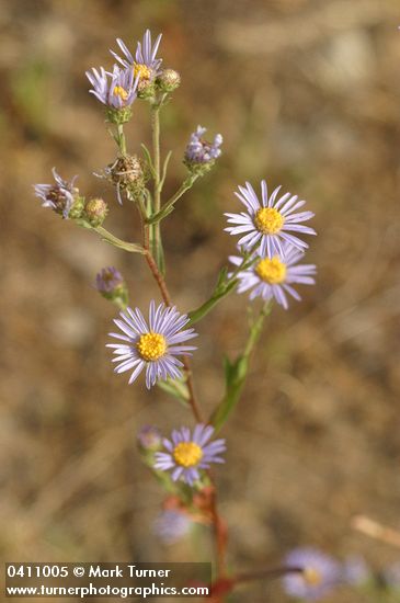 Longleaf Aster blossoms