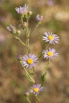 Longleaf Aster blossoms