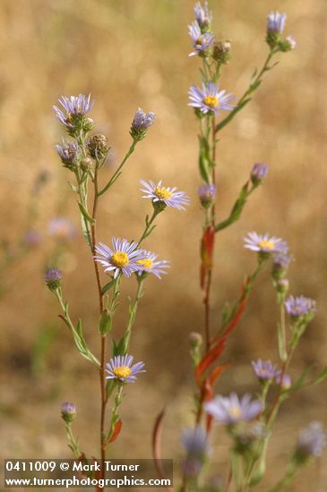 Longleaf Asters