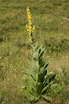 Woolly Mullein