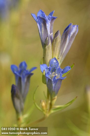Marsh Gentian blossoms