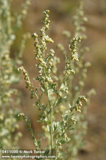 Common Wormwood blossoms & foliage