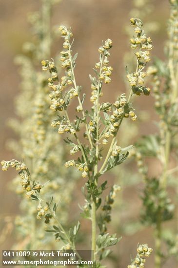Common Wormwood blossoms & foliage
