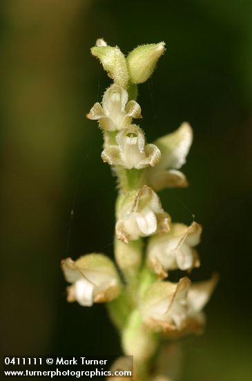 Rattlesnake-plantain blossoms detail
