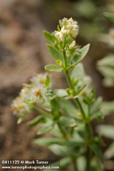 Many-flowered Bedstraw blossom, foliage & fruit