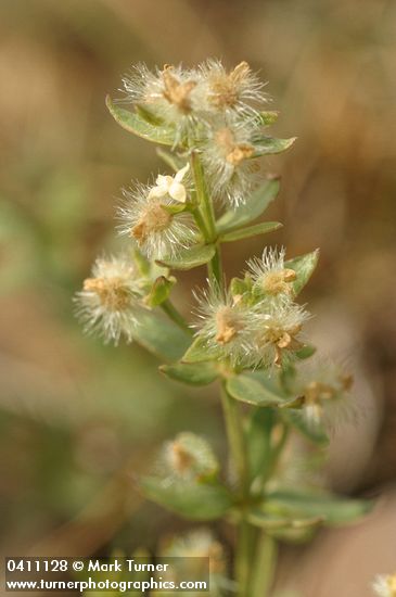Many-flowered Bedstraw blossom & fruit