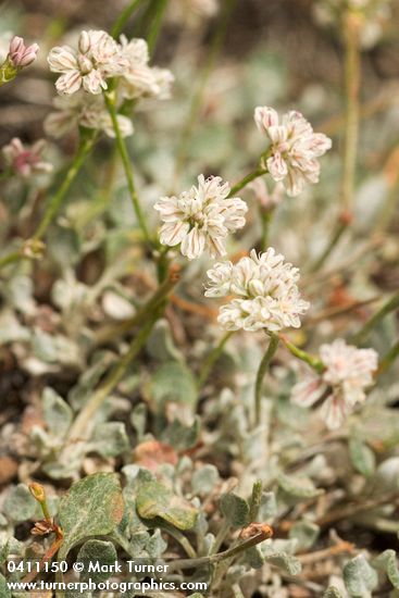 Strict Desert Buckwheat blossoms & foliage