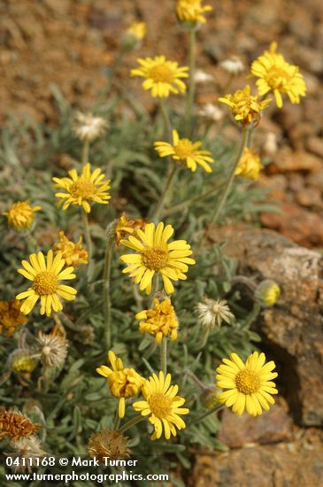 Dwarf Golden Daisy