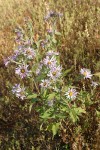 Cusick's Aster