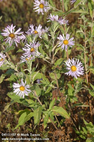 Cusick's Aster blossoms & foliage
