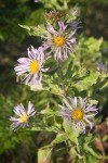 Cusick's Aster blossoms & foliage detail