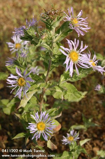 Cusick's Aster blossoms & foliage