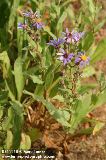 Sticky Aster blossoms & foliage