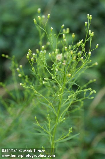 Horseweed