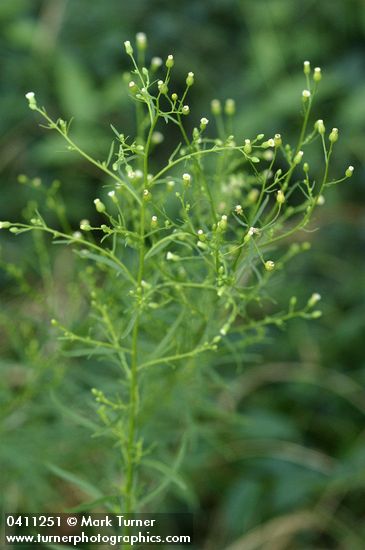 Horseweed