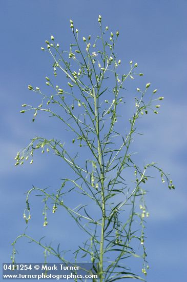 Horseweed against blue sky