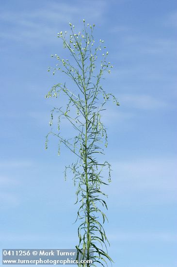 Horseweed against blue sky