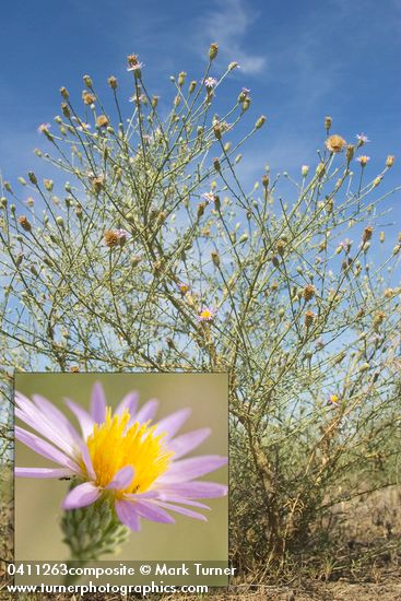 Hoary Aster against blue sky