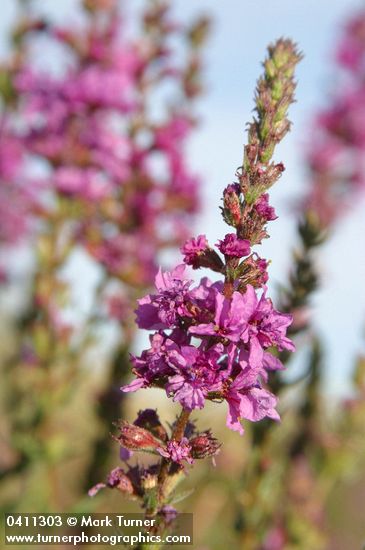 Purple Loosestrife blossoms