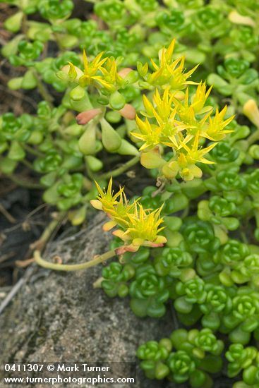 Oregon Stonecrop