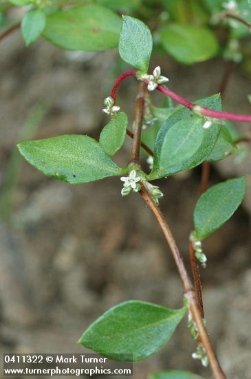 Broad-leaf Knotweed blossoms & foliage detail