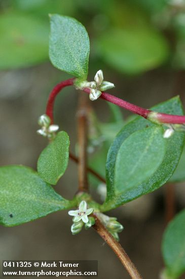Broad-leaf Knotweed blossoms & foliage detail