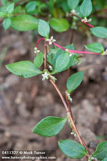 Broad-leaf Knotweed blossoms & foliage detail