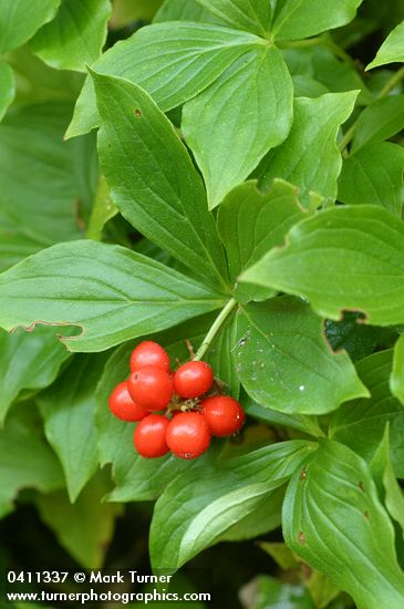 Bunchberry ripe fruit & foliage