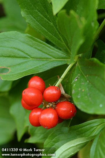 Bunchberry ripe fruit & foliage