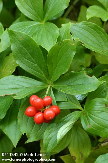 Bunchberry ripe fruit & foliage