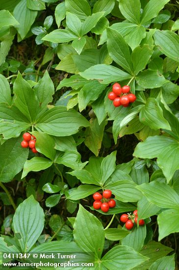 Bunchberry ripe fruit & foliage