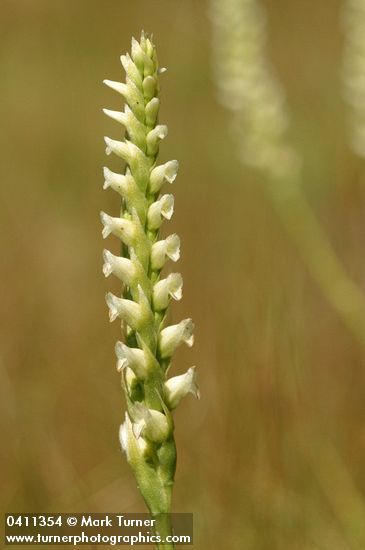 Hooded Ladies Tresses blossoms