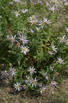 Cascade Asters