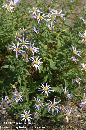 Cascade Asters