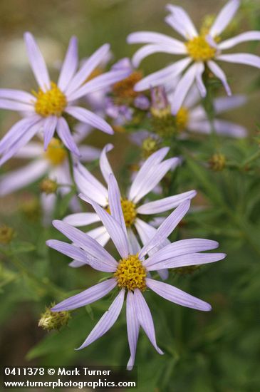 Cascade Aster blossoms detail