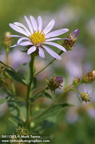 Cascade Aster blossom detail