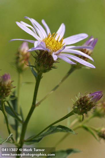 Cascade Aster blossom detail