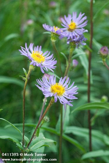 Parry's Aster blossoms