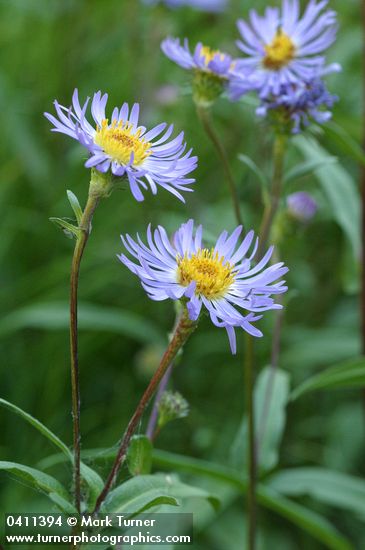 Parry's Aster blossoms