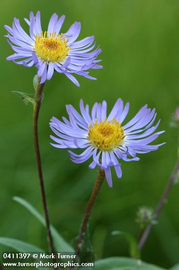 Parry's Aster blossoms detail