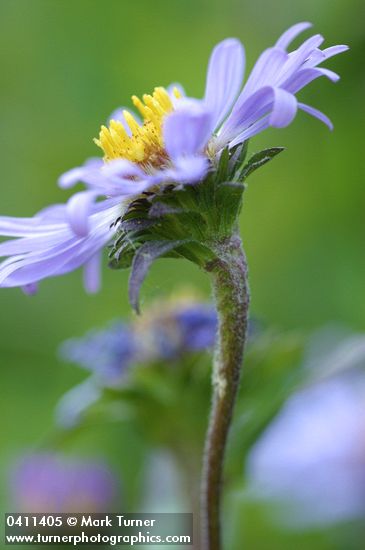 Parry's Aster blossom extreme detail