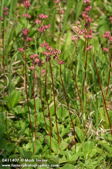 Leatherleaf Saxifrage (in fruit)