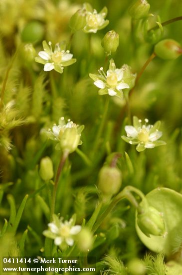 Alpine Pearlwort