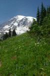 Mt. Rainier fr Paradise meadow