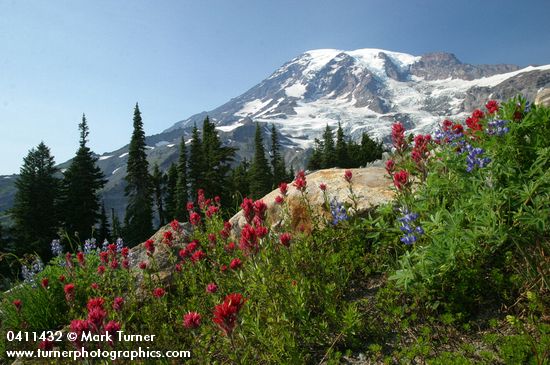 Mt. Rainier fr Paradise w/ Lupines & Paintbrush