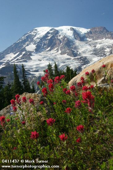 Mt. Rainier fr Paradise w/ Lupines & Paintbrush