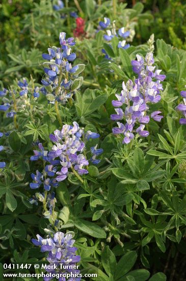 Subalpine Lupines