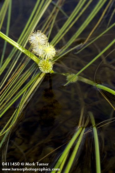Small Bur-reed blossoms & floating foliage detail